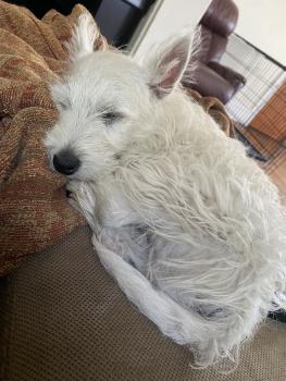 Jetpuff, Westies
