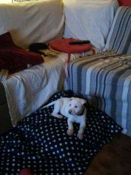 Wendy, American staffordshire terrier