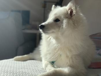 Oxy, Samoyedo