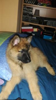 Rocky del colle ombroso, Cane da pastore belga
