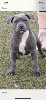 gus, Staffordshire Bull Terrier