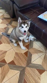 Maxi Lopez sull, Malamute De Alaska