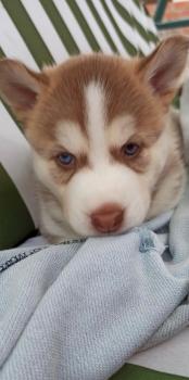 Arya Lop sull, Siberian Husky