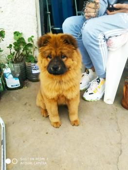Kira, Chow Chow
