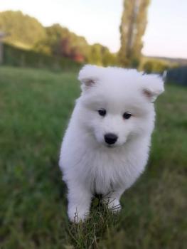 Maizy, Samoyede