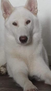 Ziggy, Pastore Svizzero Bianco