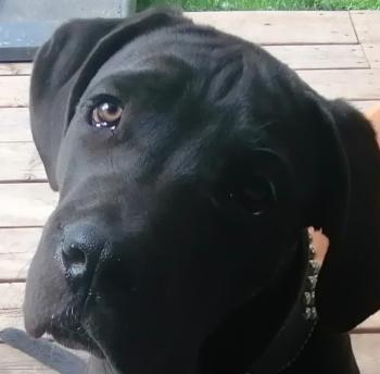 Ozzy, Cane Corso