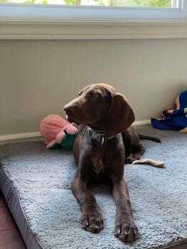 Echo, Braco Alemán De Pelo Corto