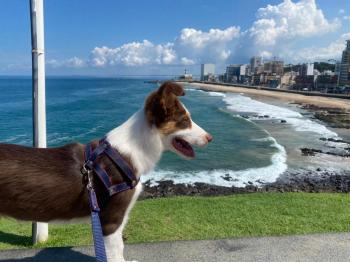 Joe Fraga, Border Collie