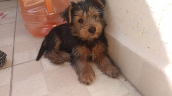 Zen, Yorkshire Terrier