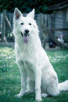 Reykja, White swiss Shepherd Dog