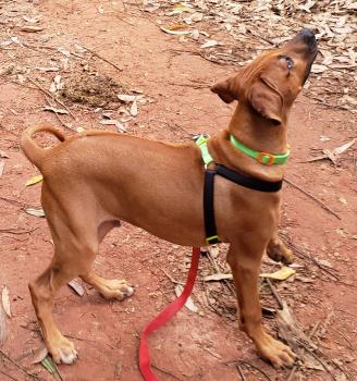 Gauss, Rhodesian Ridgeback