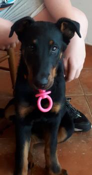 Shelby, Pastor Beauceron