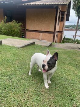 Lola, Bulldog Francés