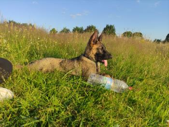 seth, Berger Allemand