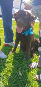 Forest, Labrador Retriever