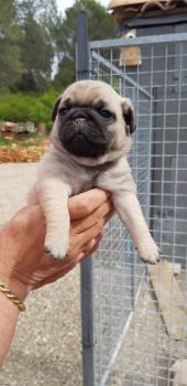Perle, Carlino