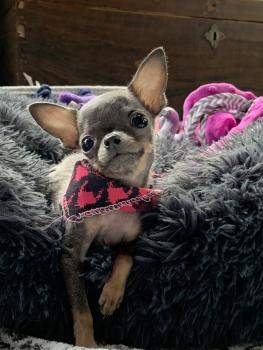 Xena, Chihuahua