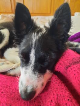 Rodriguez, Border Collie