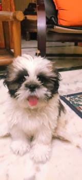 Muffy, Shih Tzu