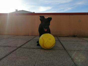 ÍRIS, Perro Pastor Alemán