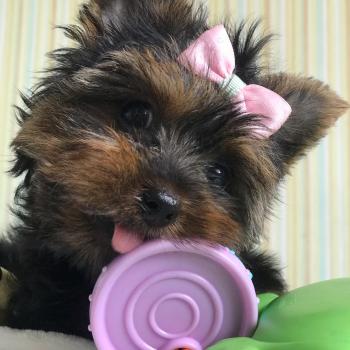 Luna, Yorkshire Terrier
