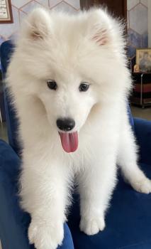 Kyler, Samoyedo