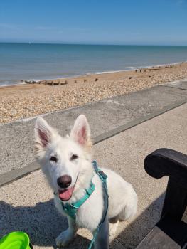 Cara, Berger Blanc Suisse