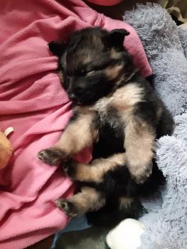 Ela, Perro Pastor Alemán