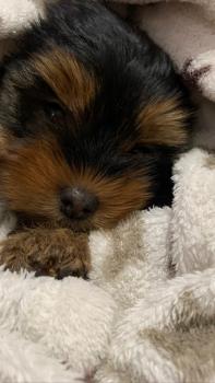 Rocky, Akita Japonés