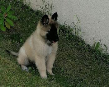SIMBA, Tervuren Belge