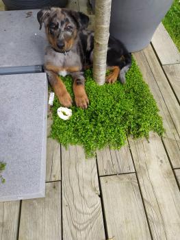 STANN, Beauceron