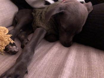 Wendell, Whippet