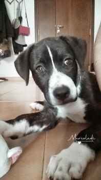 Nala, American Staff