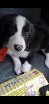 Tiquin, Border Collie