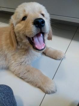 Bailey, Golden Retriever