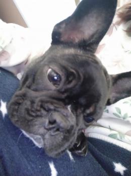 Kiara, Bulldog Francés