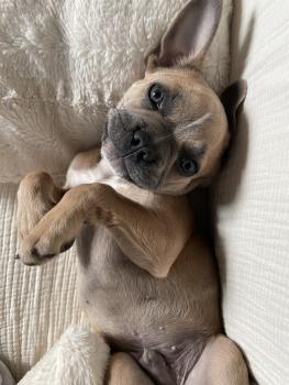 Marcus, Bulldog Francés