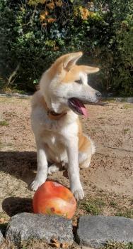 Iroh, Akita Inu