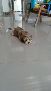 Kakashi hatak, Shih Tzu