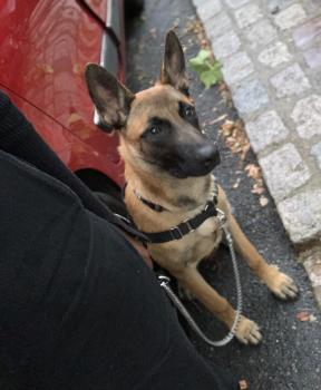 Push K, Pastor Belga Malinois