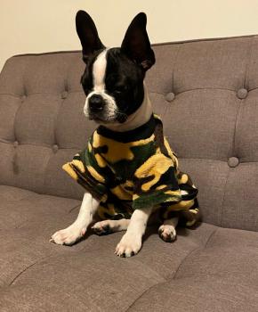 Arnold, Boston Terrier