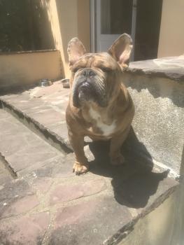 Julio, Bulldog