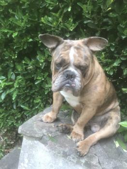 Romeo, Bulldog