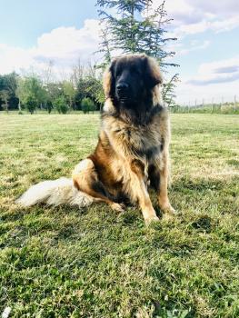 Pashka, Leonberg