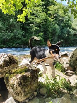 Suki, Autres Chiens