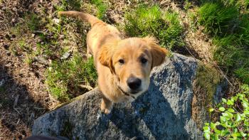 Remus, Golden Retriever