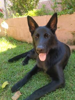 Nunally, Perro Pastor Alemán