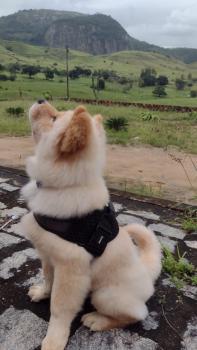 Simba, Chow Chow