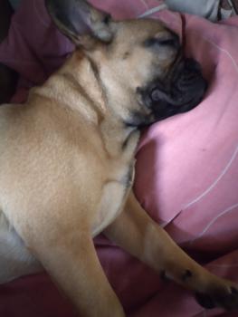 Maya, Bulldog Francés